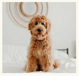 Pet Laundry Service
